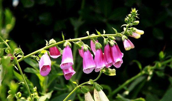 洋地黄开花要注意什么 洋地黄开花要注意什么