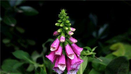 洋地黄开花施肥 洋地黄开花施肥