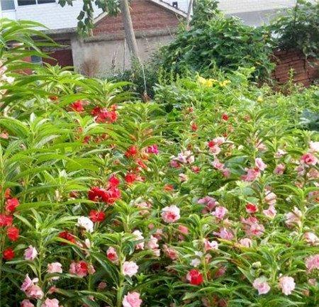 凤仙花