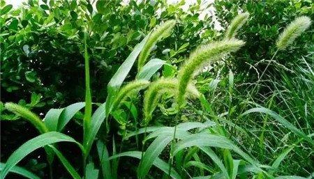 狗尾巴草