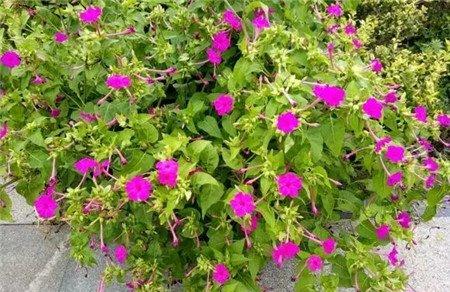 紫茉莉