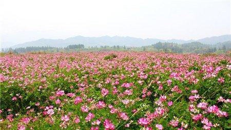 紫云英开花欣赏