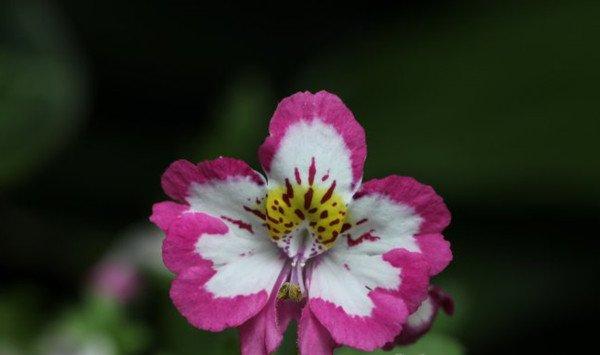 蛾蝶花什么时候开花