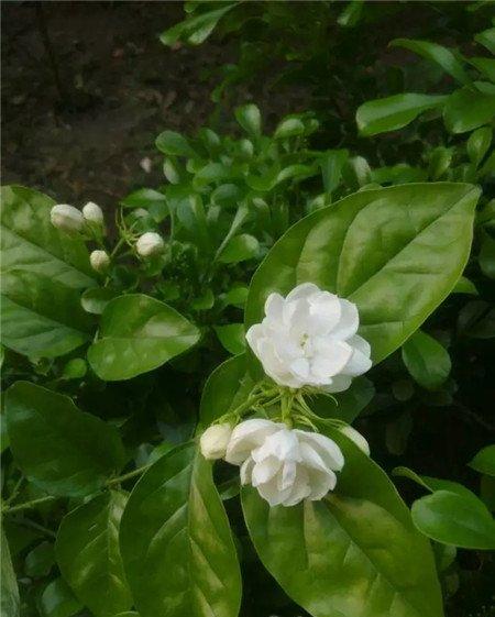 茉莉花 茉莉花