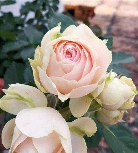 月季花 月季花
