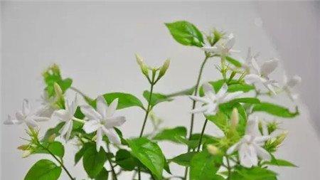 茉莉花 茉莉花