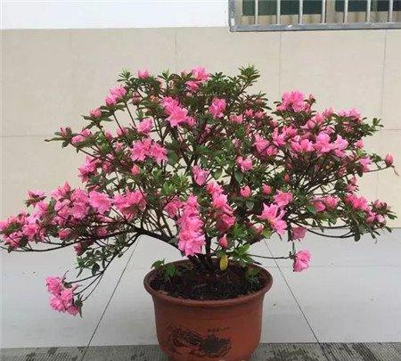 杜鹃花 杜鹃花