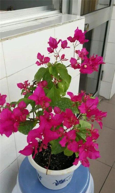 三角梅 三角梅