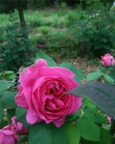 月季花 月季花