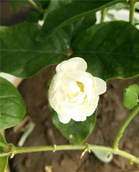 茉莉花 茉莉花