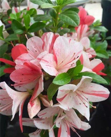 杜鹃花 杜鹃花