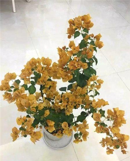 三角梅 三角梅