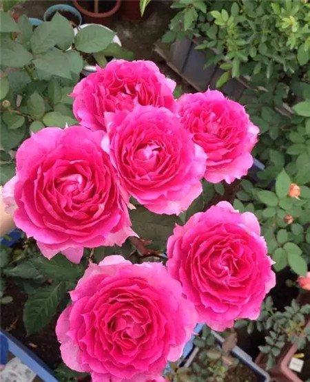 月季花 月季花