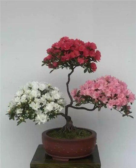杜鹃花 杜鹃花