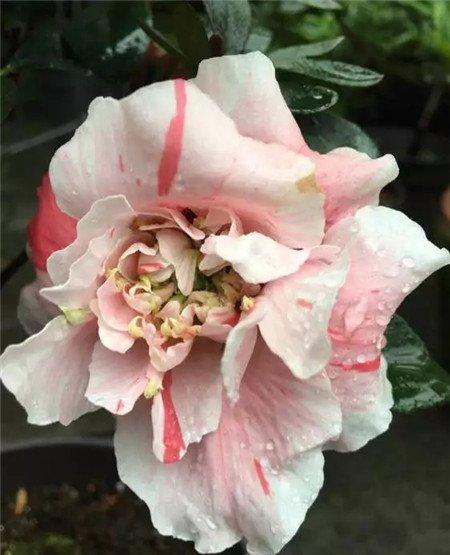 杜鹃花 杜鹃花