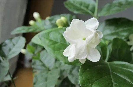 茉莉花 茉莉花