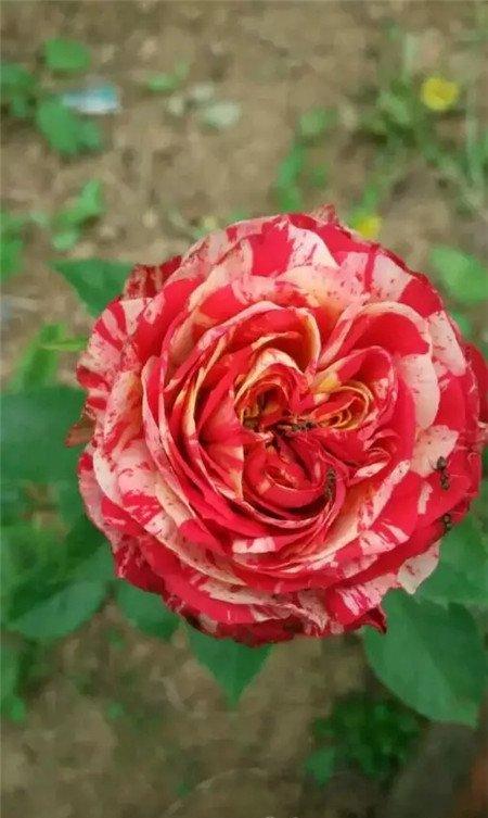 月季花 月季花