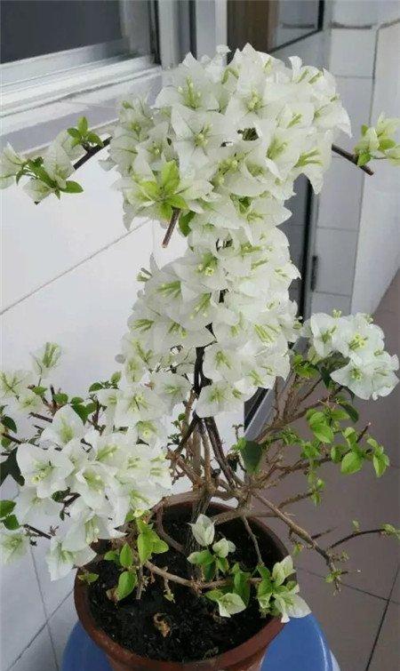 三角梅 三角梅