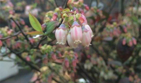 蓝莓的花语