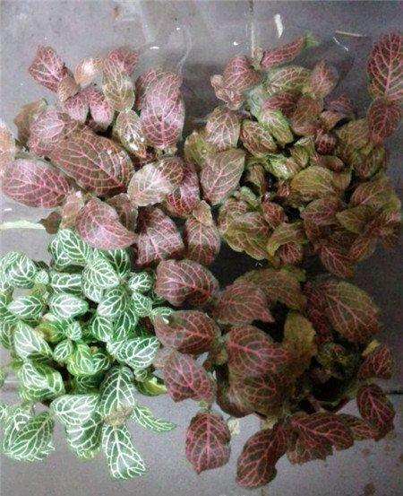 网纹草浇水不当导致掉叶子 网纹草浇水不当导致掉叶子