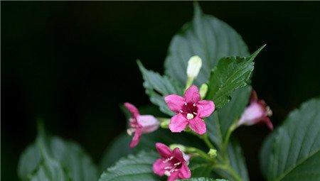海仙花修剪整枝