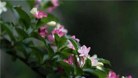 海仙花药用价值