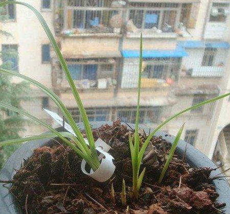 豆瓣兰倒苗