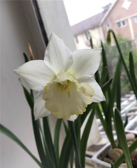 洋水仙开花后的其他养护方法 洋水仙开花后的其他养护方法