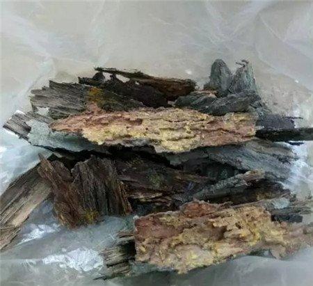 树皮 树皮