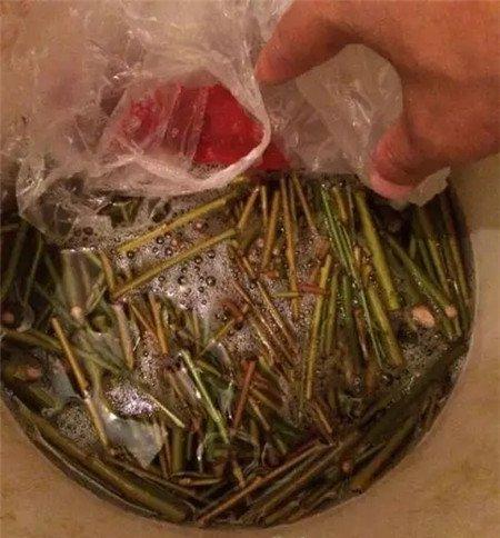 柳枝 柳枝
