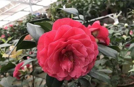 茶花 茶花