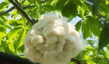美丽异木棉果实