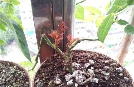 新芽 新芽