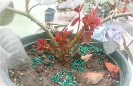 植株 植株