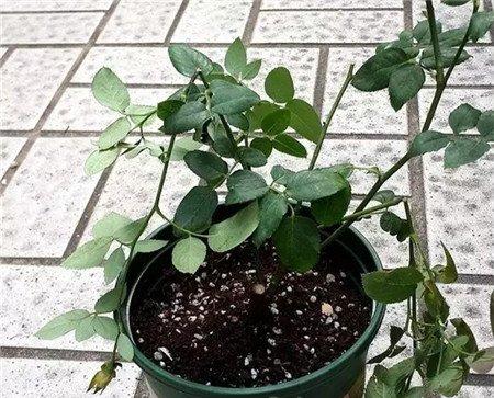 折枝 折枝