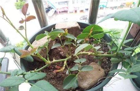 新芽 新芽