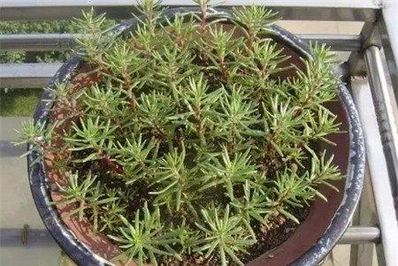 植株生长 植株生长