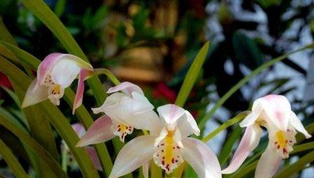 独占春花 独占春花