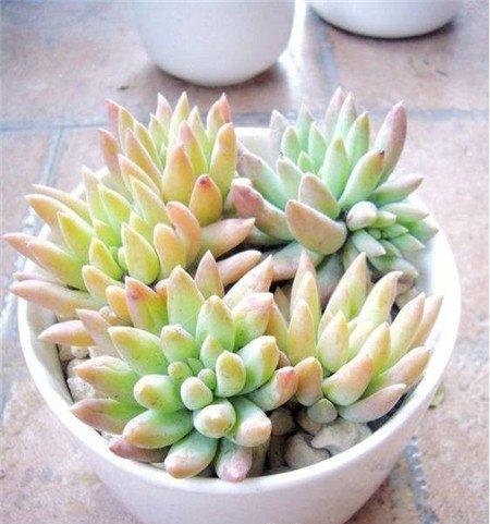 千佛手