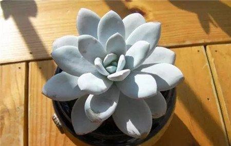 雪莲