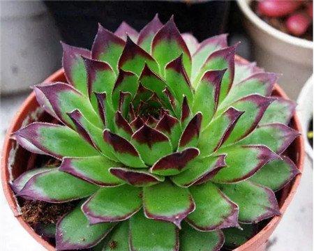 观音莲