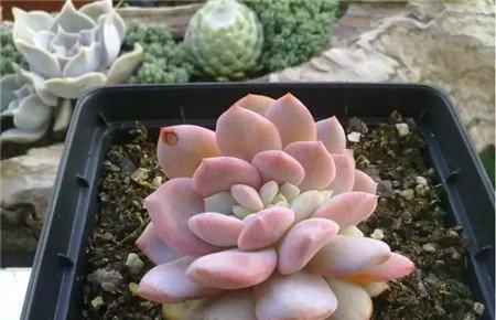 芙蓉雪莲
