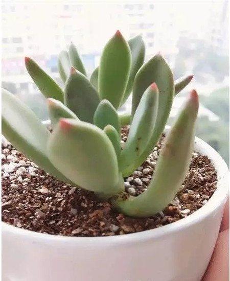 青星美人