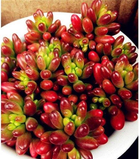 虹之玉