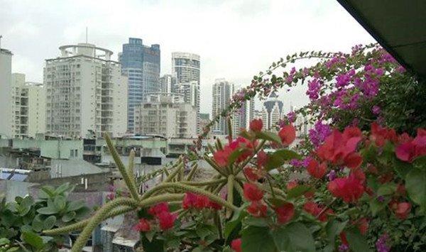 鼠尾掌的病虫害及其防治
