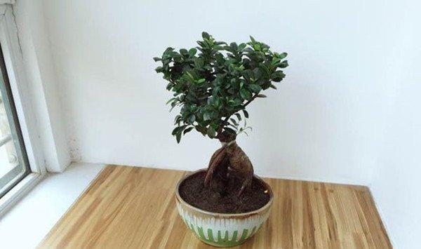人参榕的功效和作用