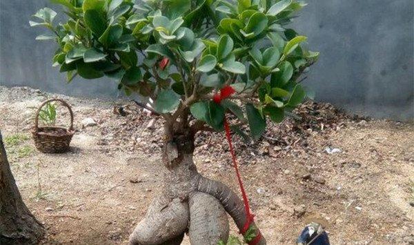 人参榕怎么嫁接