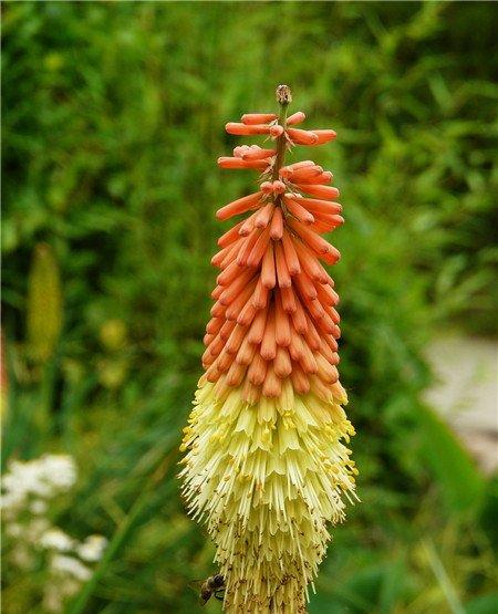 火炬花什么时候开花 火炬花什么时候开花