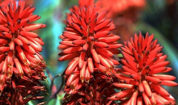 火炬花花期怎么养护 火炬花花期怎么养护