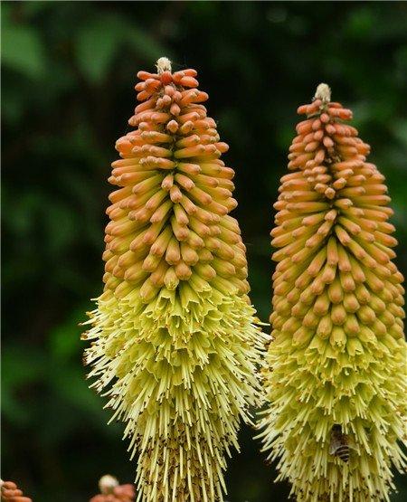 火炬花花期养护管理 火炬花花期养护管理